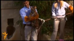 Суматранські тигренята показали, як вміють плавати Суматранські тигренята показали, як вміють плавати