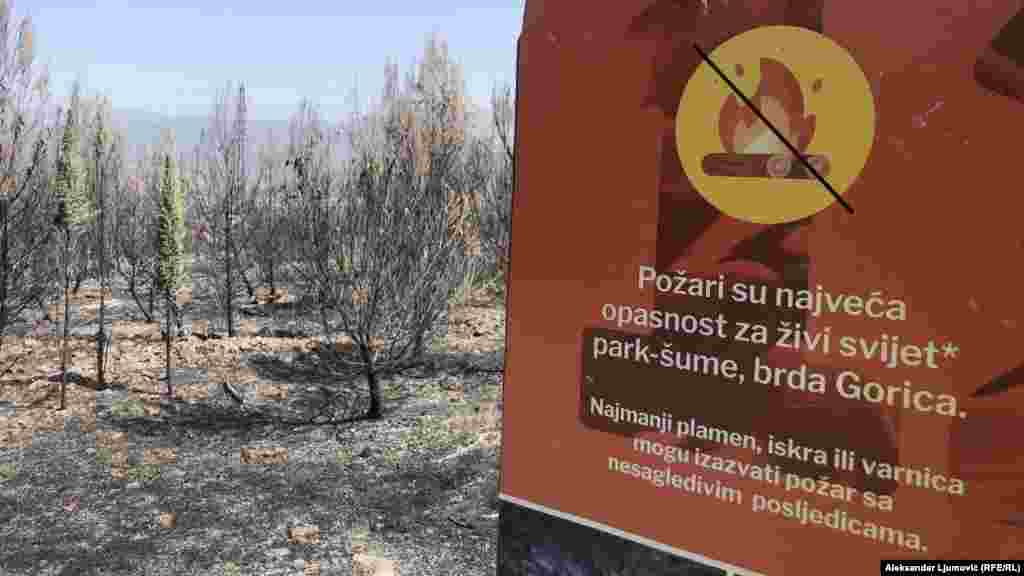 Na Gorici ima oko 460 registrovanih biljnih vrsta. Dominantne vrste drveća su čempresi, alpski bor i trojanski hrast.