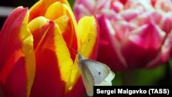 Сталий перехід середньодобової температури повітря у Києві через +15°С в бік її підвищення відбувся 13 травня