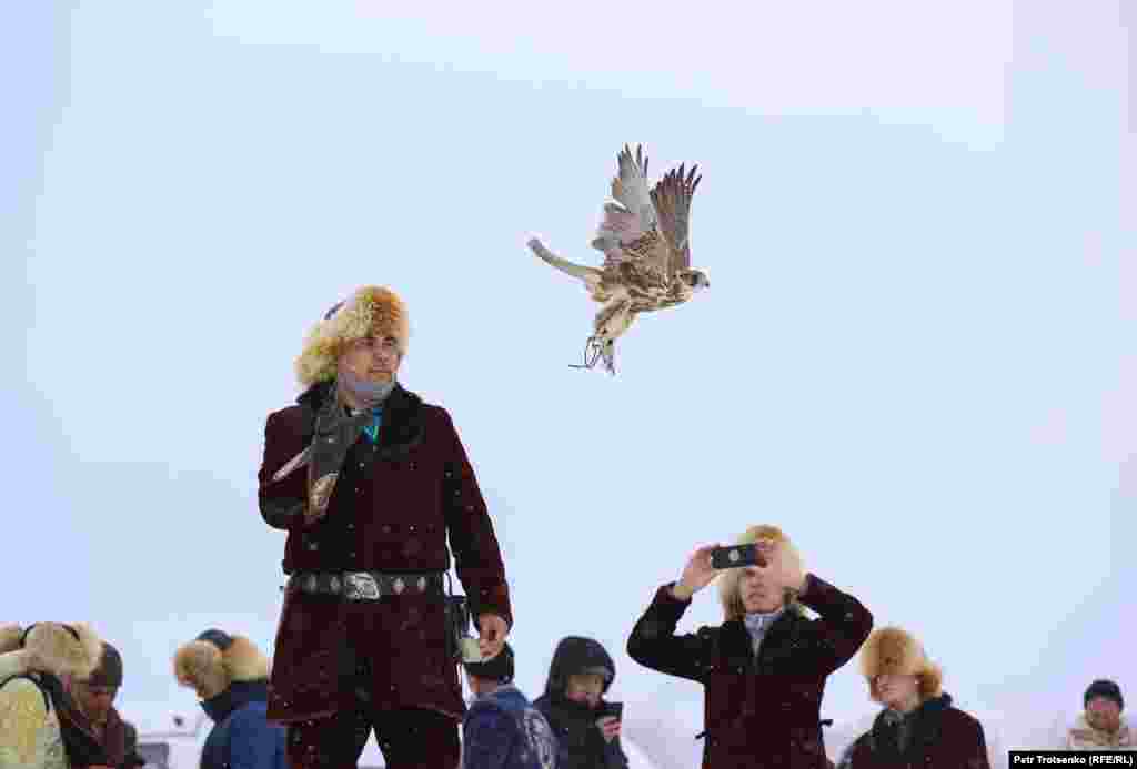 Одне із завдань для сокола-балобана: спіймати на льоту голуба. Мисливець запускає птаха за здобиччю