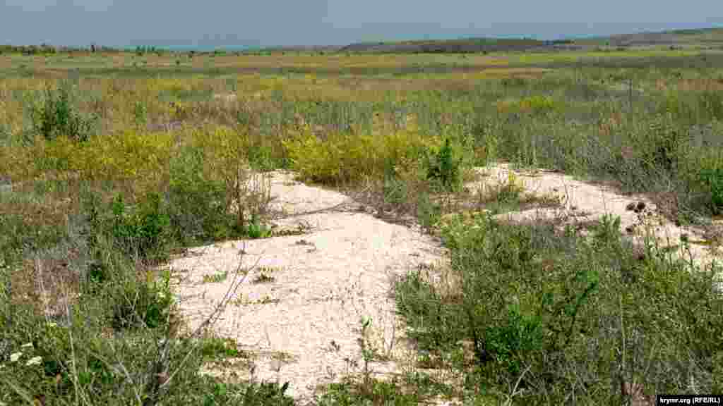 Скрізь – розсипи черепашок