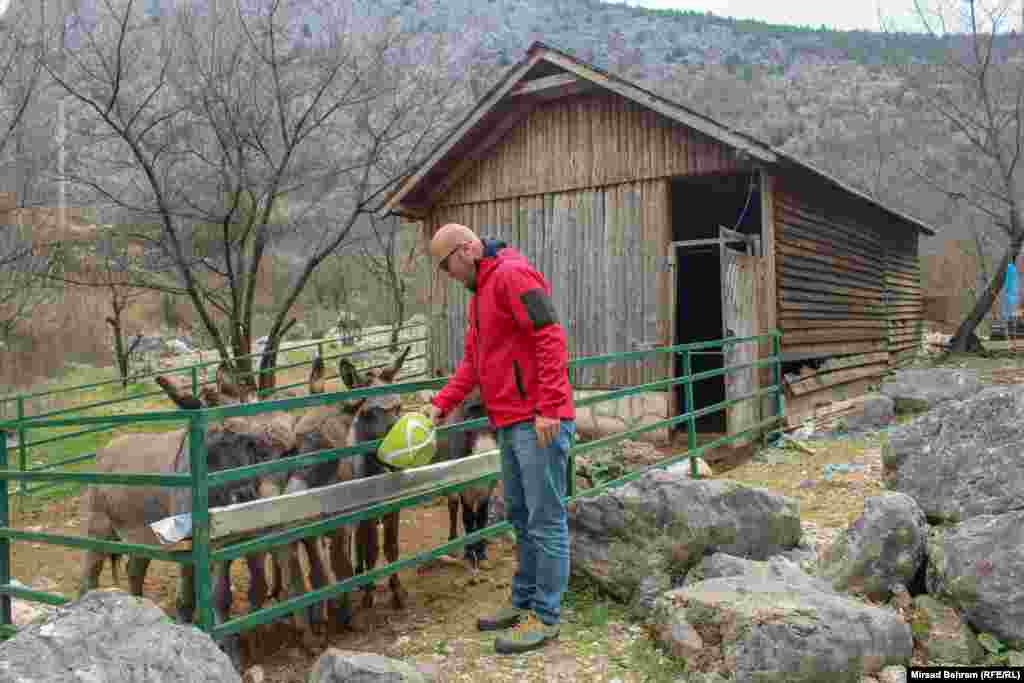 Uz pomoć UN-ovog programa za razvoj (UNDP), Eko centar Blagaj pokrenuo je i program zaštite hercegovačkog magarca, s ciljem očuvanja te autohtone vrste, čiji su primjerci do prije nekih 100 godina bili uobičajena pojava u Hercegovini, a danas se ta vrsta nalazi pred izumiranjem; na slici, voditelj Centra Adnan Đuliman hrani nekoliko hercegovačkih magaraca.