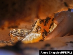 ფიჭა, ფუტკრები, ხელი