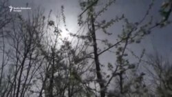 Muke voćara iz BiH zbog ruske rampe Muke voćara iz BiH zbog ruske rampe